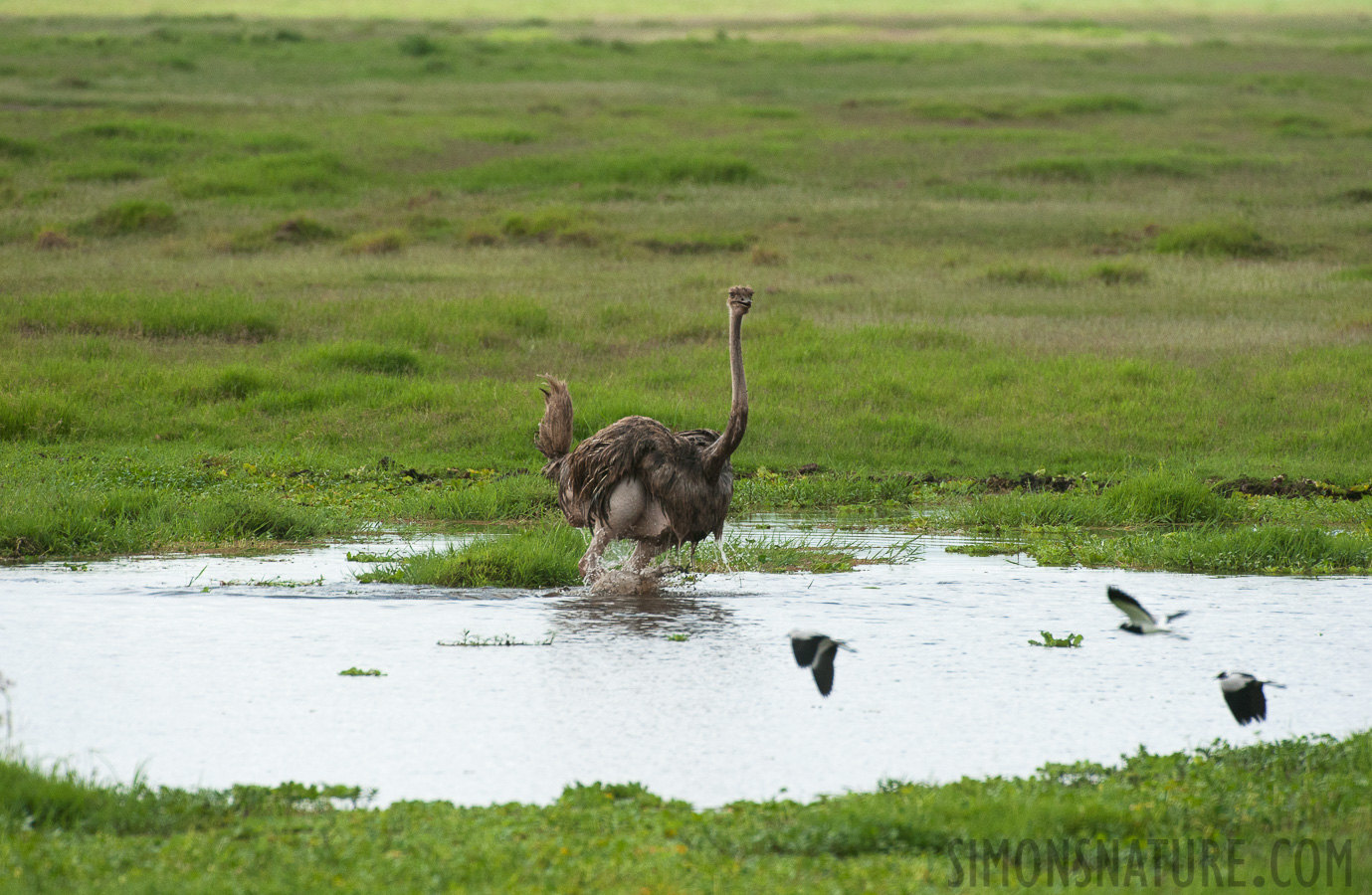 Struthio camelus massaicus [550 mm, 1/4000 sec at f / 8.0, ISO 1600]